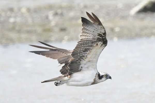 ミサゴ 成長 若 日本全国の山 川 海に生息している野鳥達に会えるサイト