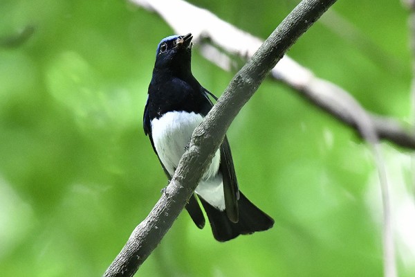 オオルリ（オス）＆（メス）＆（幼鳥） : 日本全国の山・川・海