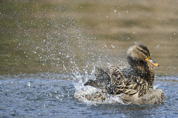 マガモ オス メス 雛 幼鳥 若 日本全国の山 川 海に生息している野鳥達に会えるサイト