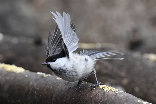 コガラ : 日本全国の山・川・海に生息している野鳥達に会えるサイト