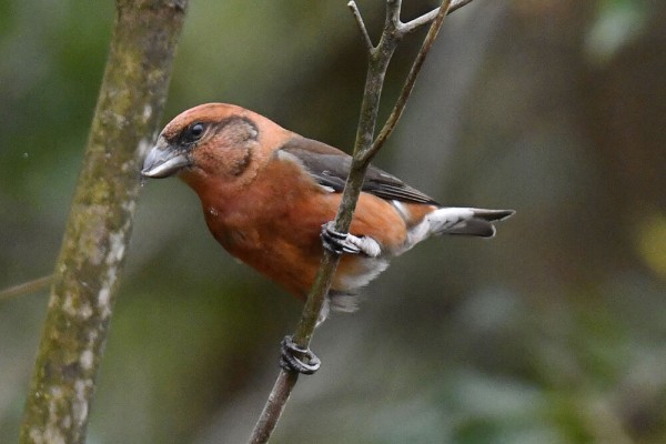 イスカ オス メス 日本全国の山 川 海に生息している野鳥達に会えるサイト