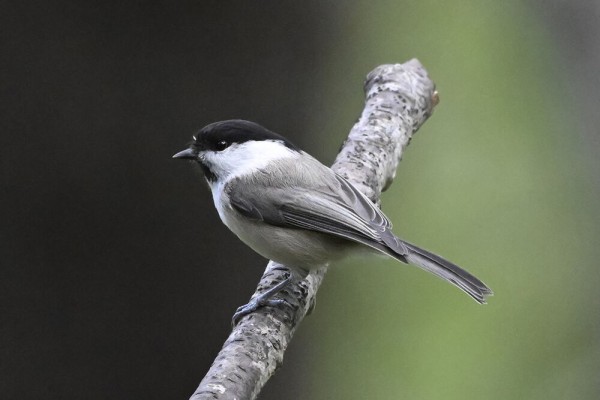 コガラ : 日本全国の山・川・海に生息している野鳥達に会えるサイト
