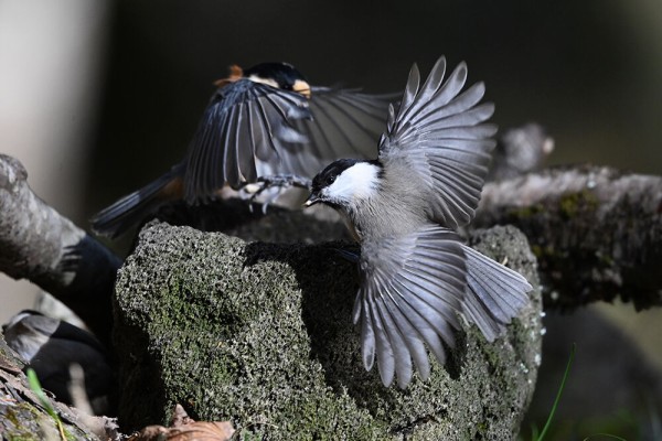 コガラ : 日本全国の山・川・海に生息している野鳥達に会えるサイト
