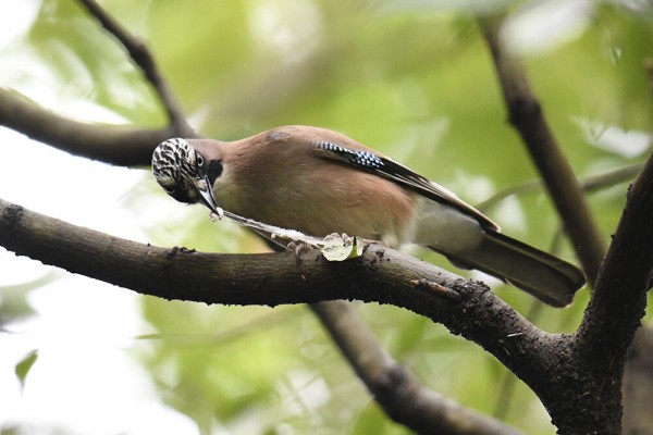 カケス : 日本全国の山・川・海に生息している野鳥達に会えるサイト
