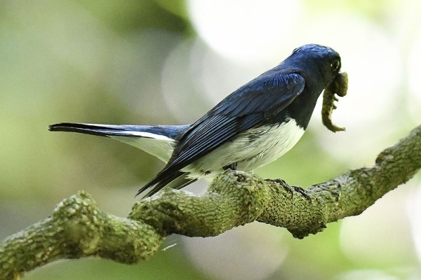 オオルリ（オス）＆（メス）＆（幼鳥） : 日本全国の山・川・海