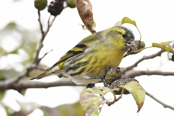 マヒワ（オス）＆（メス） : 日本全国の山・川・海に生息している野鳥