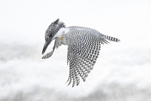 ヤマセミ（オス） : 日本全国の山・川・海に生息している野鳥達に