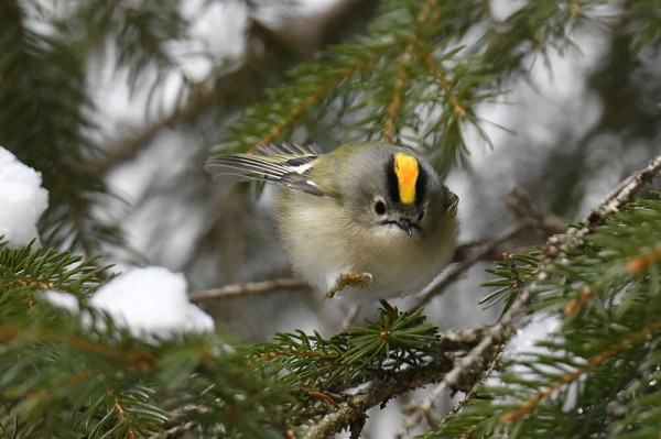 キクイタダキ　オス、メス キクイタダキ（オス）＆（メス） : 日本全国の山・川・海に生息して