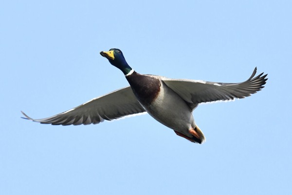 マガモ オス メス 雛 幼鳥 若 日本全国の山 川 海に生息している野鳥達に会えるサイト