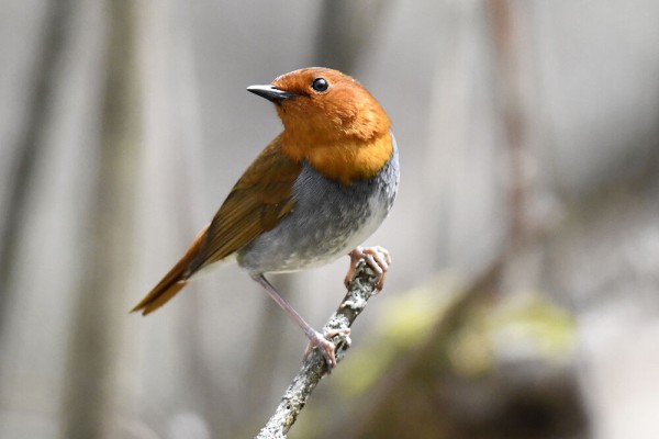 コマドリ オス メス 幼鳥 日本全国の山 川 海に生息している野鳥達に会えるサイト