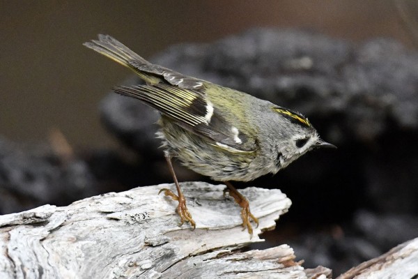 キクイタダキ　オス、メス キクイタダキ（オス）＆（メス） : 日本全国の山・川・海に生息して