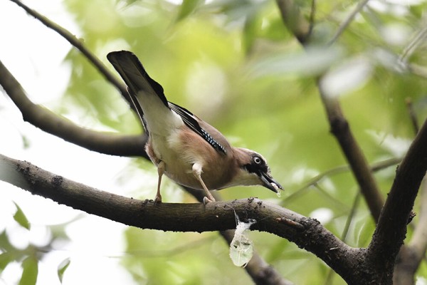 カケス : 日本全国の山・川・海に生息している野鳥達に会えるサイト