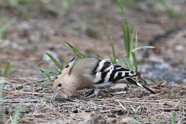 ヤツガシラ : 日本全国の山・川・海に生息している野鳥達に会えるサイト
