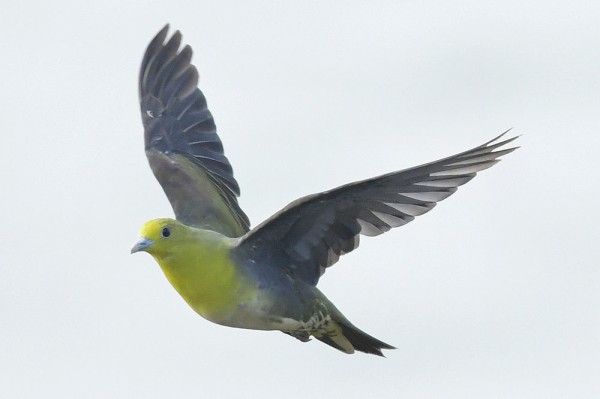 アオバト オス メス 日本全国の山 川 海に生息している野鳥達に会えるサイト