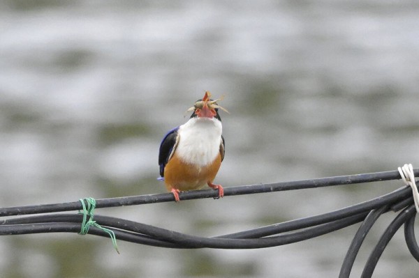 野鳥 鳥 羽根 ヤマショウビンの羽根 maxresdefault.jpg