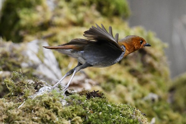 コマドリ オス メス 幼鳥 日本全国の山 川 海に生息している野鳥達に会えるサイト