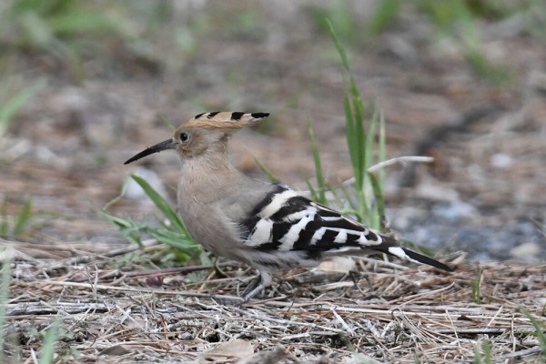 ヤツガシラ : 日本全国の山・川・海に生息している野鳥達に会えるサイト