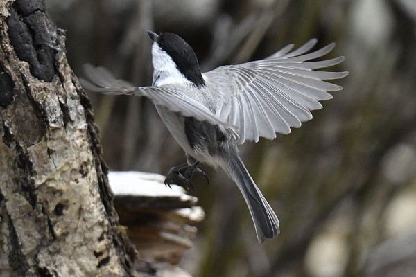 コガラ : 日本全国の山・川・海に生息している野鳥達に会えるサイト