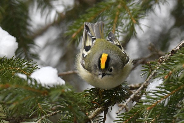 キクイタダキ　オス、メス キクイタダキ オス、メス キクイタダキ（雌）