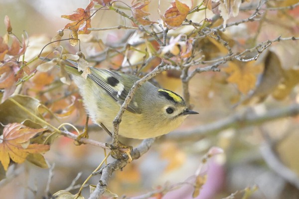 キクイタダキ　オス、メス キクイタダキ（オス）＆（メス） : 日本全国の山・川・海に生息して