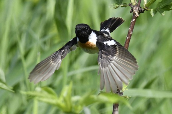 ノビタキ オス メス 幼鳥 日本全国の山 川 海に生息している野鳥達に会えるサイト