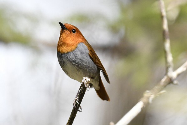 コマドリ オス メス 幼鳥 日本全国の山 川 海に生息している野鳥達に会えるサイト