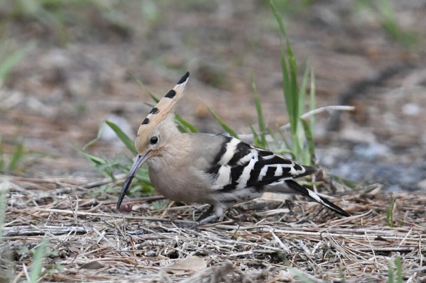 野鳥の羽根　鳥　ヤツガシラの羽根 野鳥の羽根 鳥 ヤツガシラの羽根
