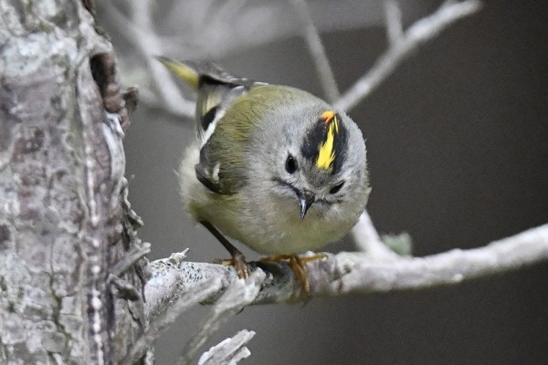 キクイタダキ（オス）＆（メス） : 日本全国の山・川・海に生息して