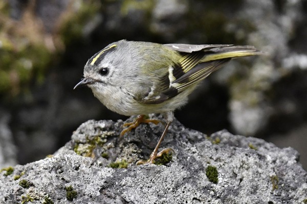 キクイタダキ（オス）＆（メス） : 日本全国の山・川・海に生息して