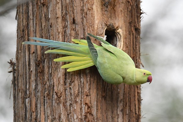 ワカケホンセイインコ（オス）＆（メス） : 日本全国の山・川・海に生息している野鳥達に会えるサイト