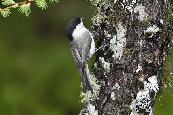 ヤシャブシに遊ぶ３羽のコガラ コガラ : 日本全国の山・川・海に生息している野鳥達に会えるサイト