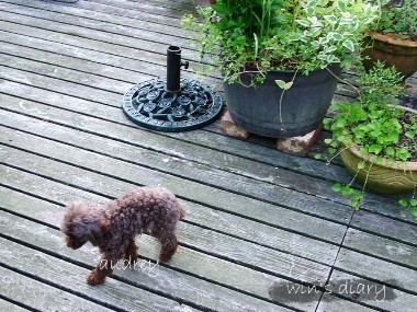 ケンケン歩きする犬 ウインの日記