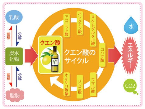 疲労 クエン 酸 効果