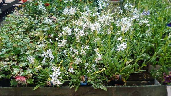 ガウラ スパークルホワイト 綿半ホームエイド市川大門店 ガーデンブログ