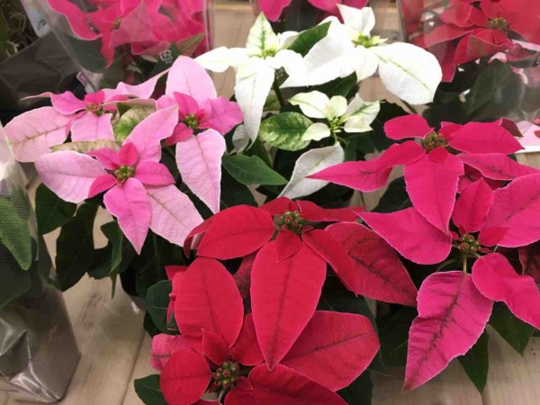 花言葉は 思いやり 綿半ホームエイド都留店 ガーデンブログ