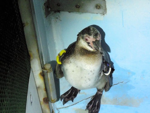 ペンギンの休日 おしまい サイクリング ウォーキング