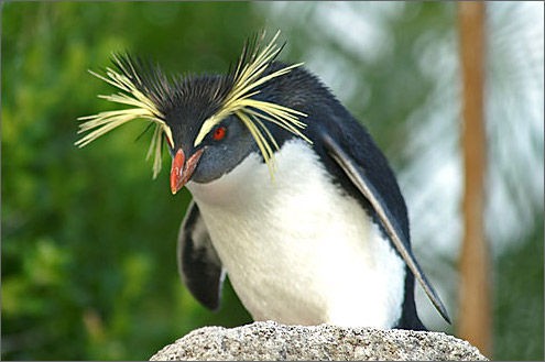 キタイワトビペンギン 3世代繁殖 成功 油壷マリンパーク 国内初 サイクリング ウォーキング