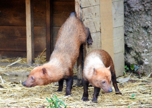 ヤブイヌ 胴長短足 泳ぎも好き サイクリング ウォーキング