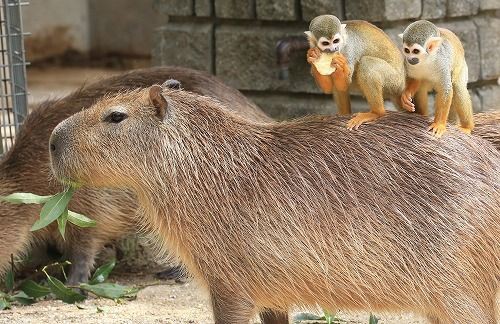 東武動物公園 カピバラタクシー快適 リスザル背に乗って サイクリング ウォーキング