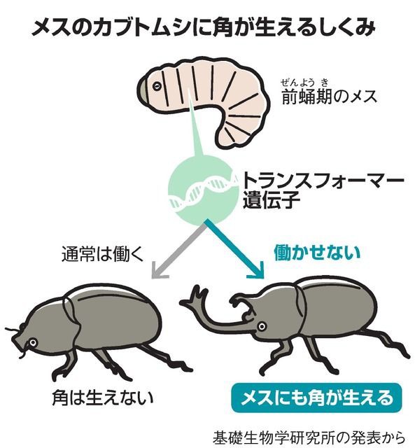 カブトムシ 角がメスに生えない理由 研究チームが解明 サイクリング ウォーキング