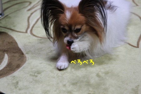 犬も顔を洗います パピヨン メルの成長日記