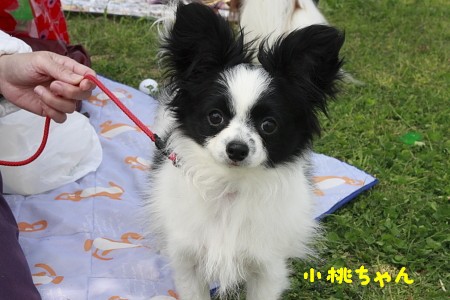 みなと100年公園オフ会２ パピヨン メルの成長日記