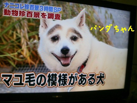 眉毛犬 眉毛猫 キャンプ2日目no1 パピヨン メルの成長日記