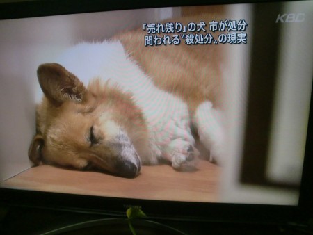 保護犬の行方 パピヨン メルの成長日記
