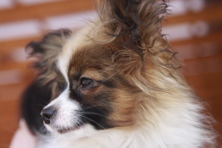 可愛い仔パピ パピヨン メルの成長日記