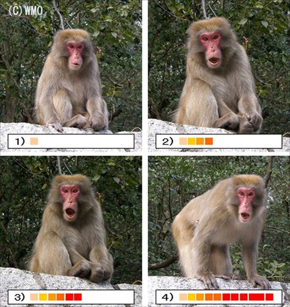 No 98 サル怒りのボルテージ 全身編 Wmo Blog