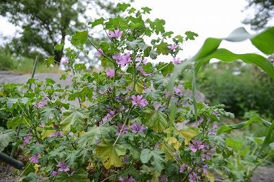 マロウブルーの誕生日明け わんだあえっぐ
