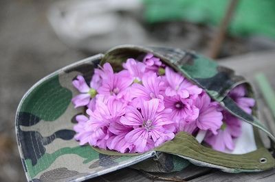 マロウブルーの誕生日明け わんだあえっぐ