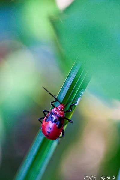 赤い虫 竜のphotoroom