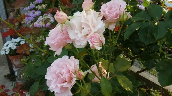 ラ マリエ 薔薇に魅せられて Woodruff 北落合